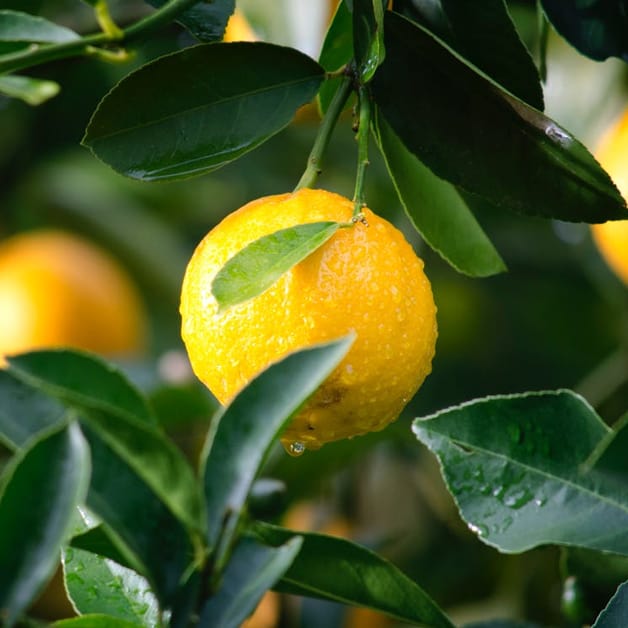Lemon Skin Lightening Home Remedy
